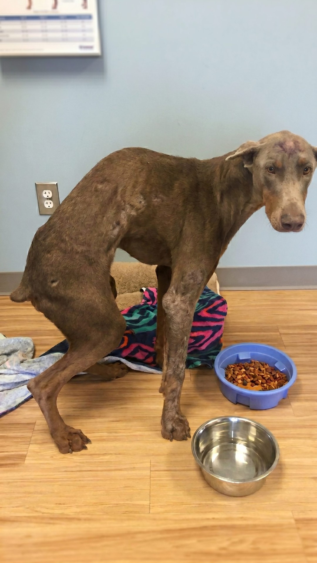 Spencer, the Paralyzed Doberman, Walks Again After Complex Surgery and Therapy