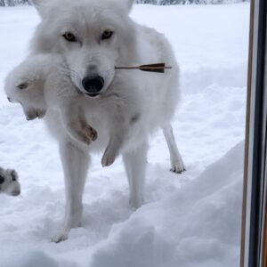Wolf Cub Recovers from Arrow Injury After Urgent Rescue