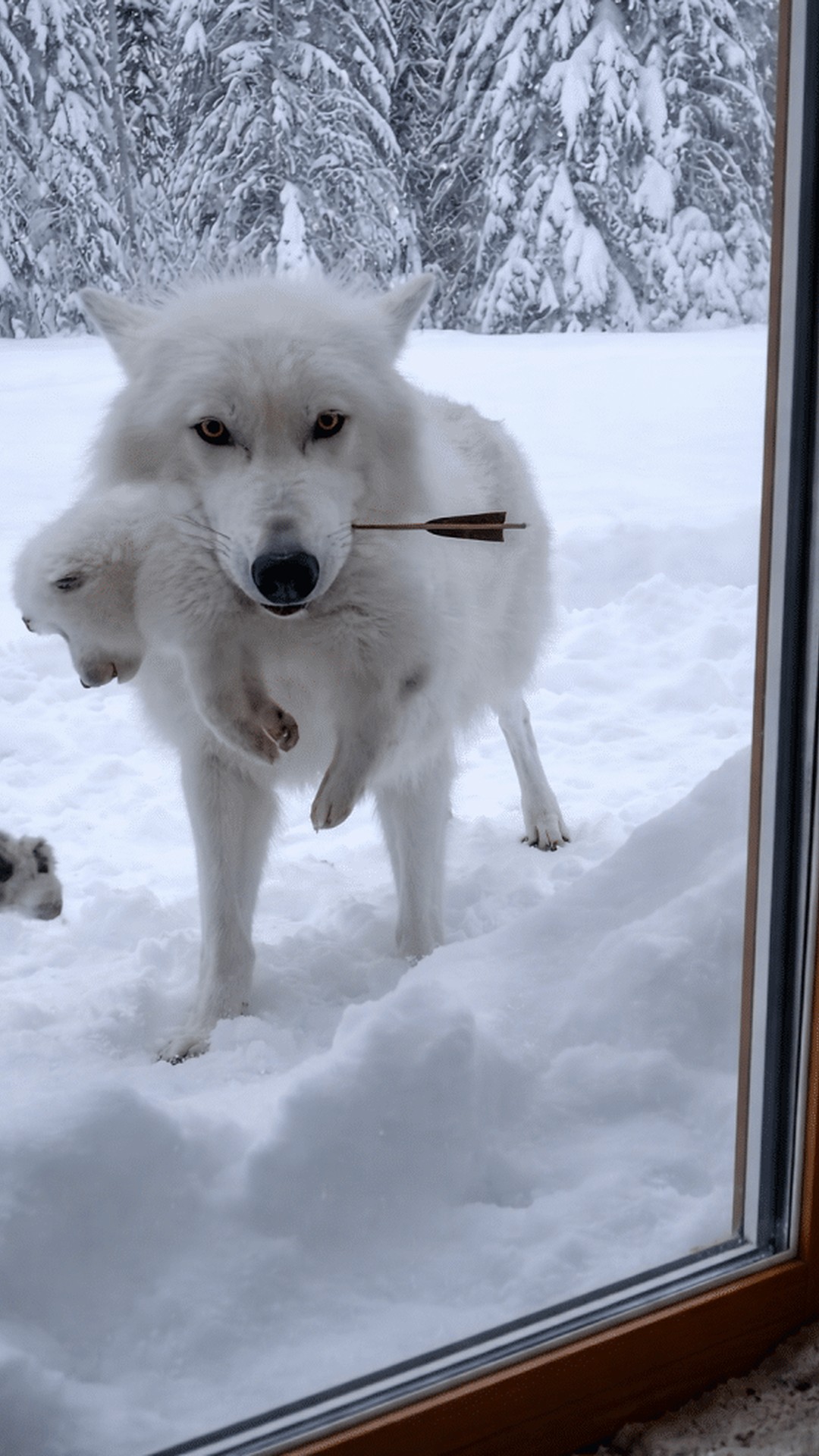 Wolf Cub Recovers from Arrow Injury After Urgent Rescue