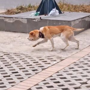 Stray Dog's Remarkable Recovery After Rubber Band Removal