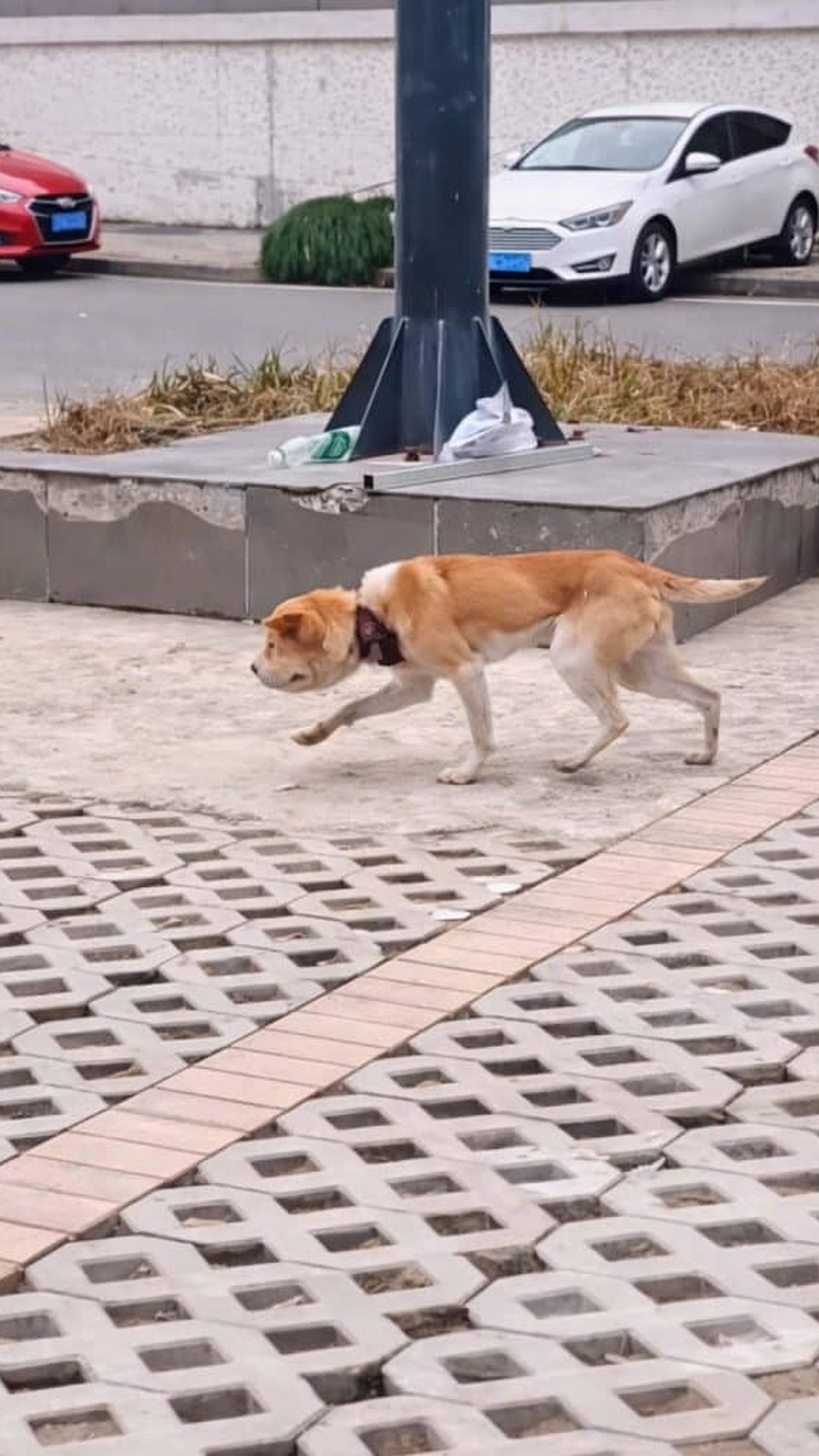 Stray Dog's Remarkable Recovery After Rubber Band Removal
