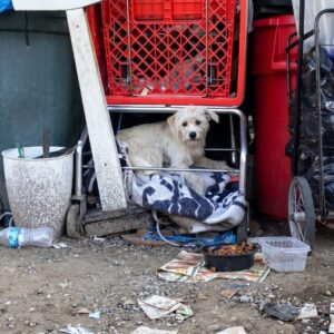 From Defensive Growls to Nurturing Care: Bailey's Journey to Safety