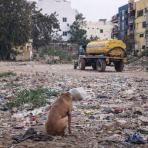 From Concrete Trap to Open Air: Two Stray Dogs Rescued with Care