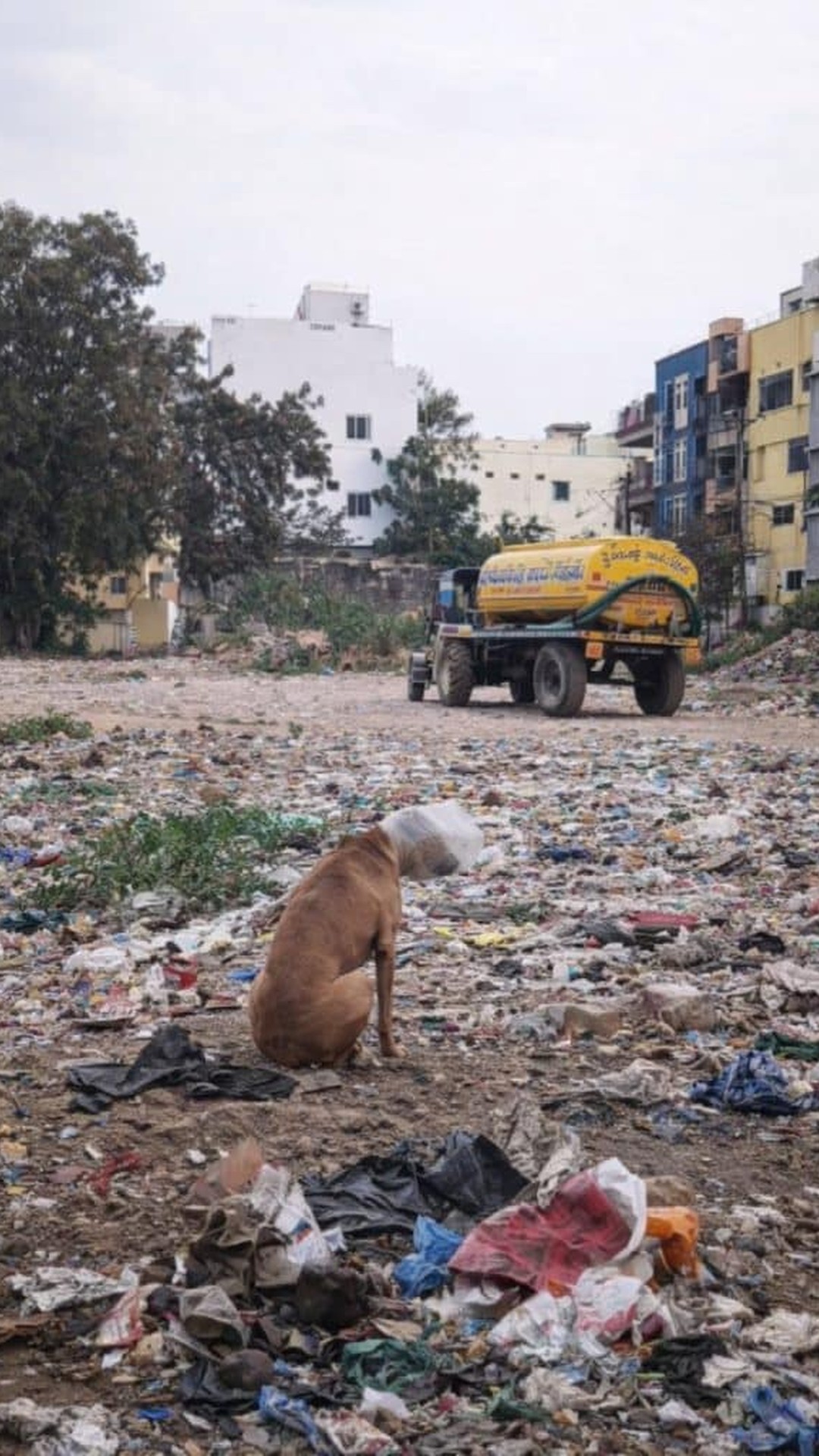 From Concrete Trap to Open Air: Two Stray Dogs Rescued with Care