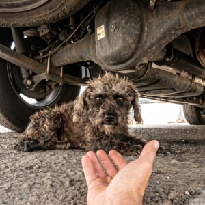 Rescuers Discover Stray Dog's Hidden Puppy During Urgent Rescue