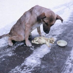 Alpha's Remarkable Recovery: From Snowbound Injury to Independent Walking