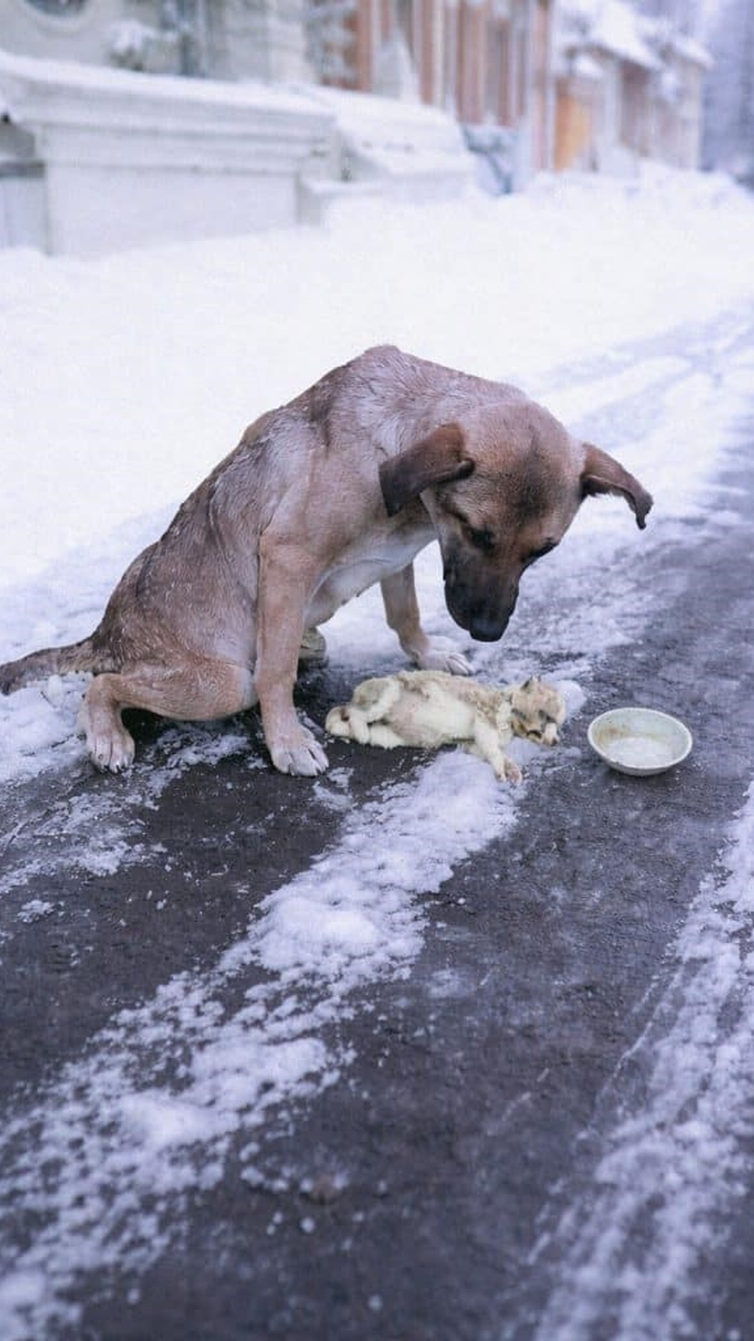 Alpha's Remarkable Recovery: From Snowbound Injury to Independent Walking