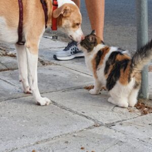 Rescue Dog Meli Leads a Parade of Stray Cats Through Athens