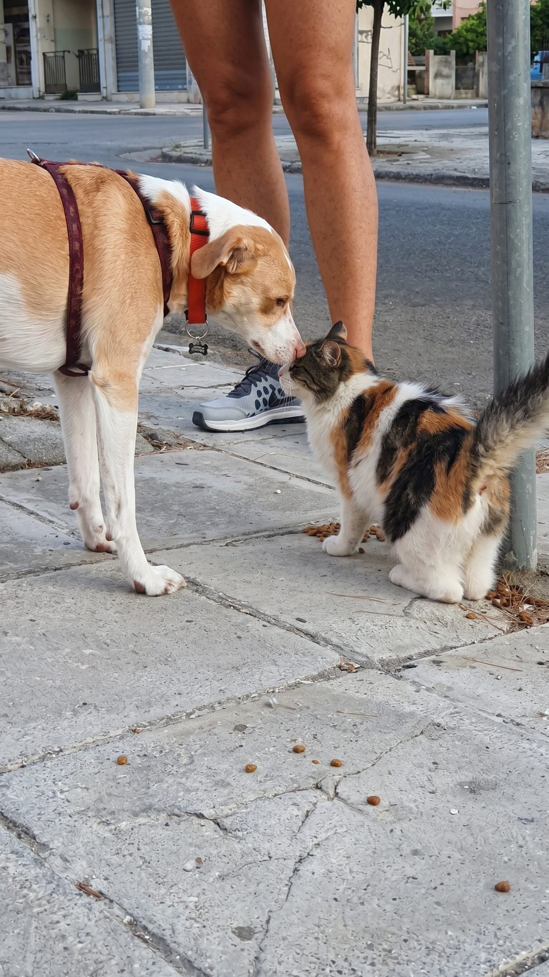 Rescue Dog Meli Leads a Parade of Stray Cats Through Athens