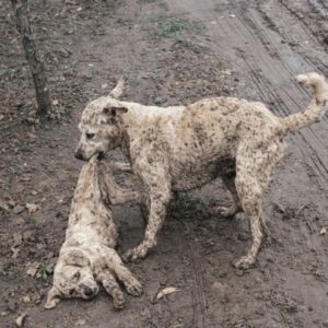 Mother Dog Carries Her Puppy to Safety on Cold, Wet Ground