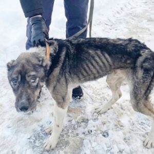 Rico's Unique Feeding Method Transforms Him from Starvation to Strength
