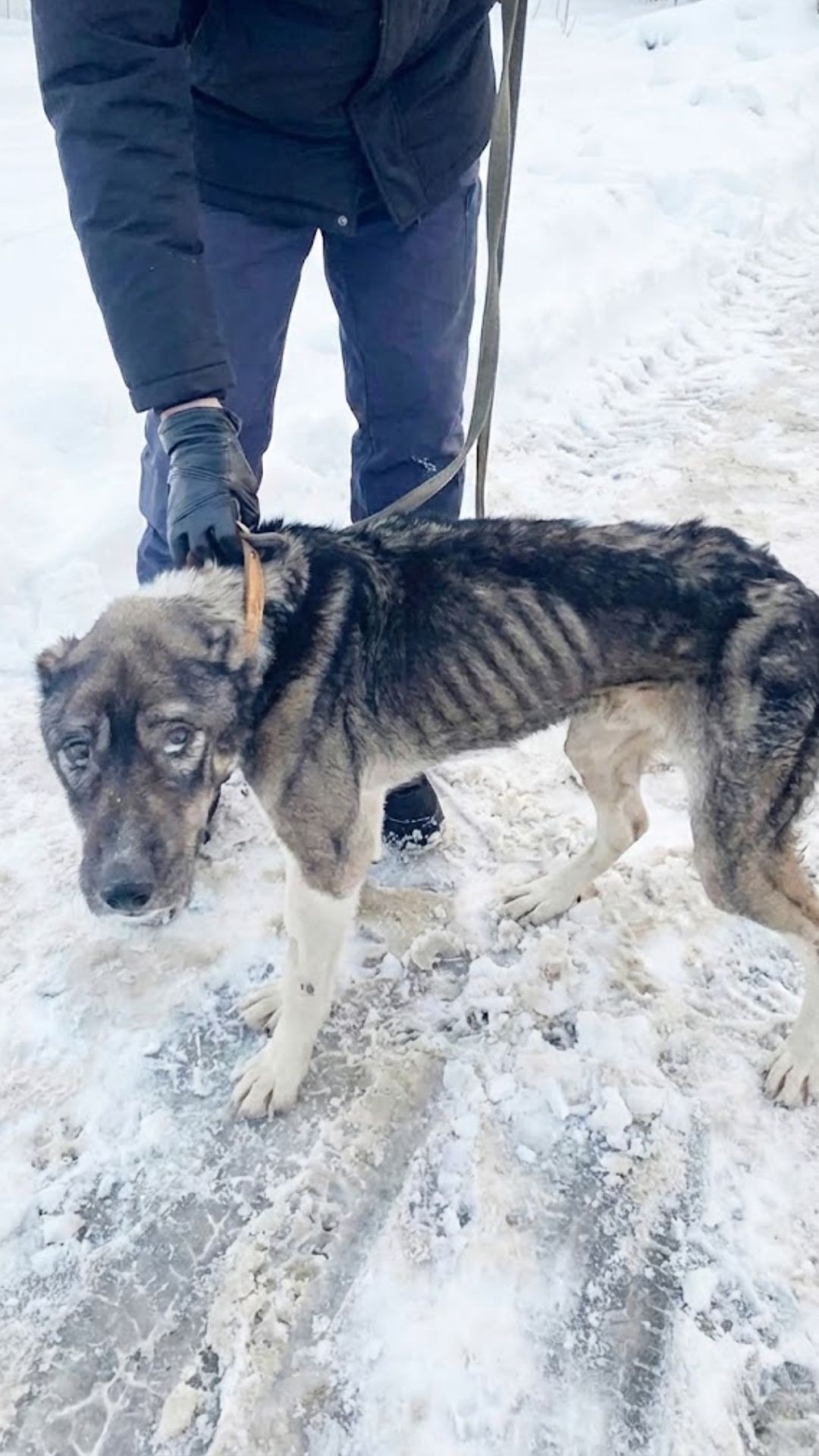 Rico's Unique Feeding Method Transforms Him from Starvation to Strength