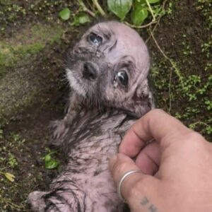 Tiny Tail Wag Signals a Powerful Mother-Daughter Reunion