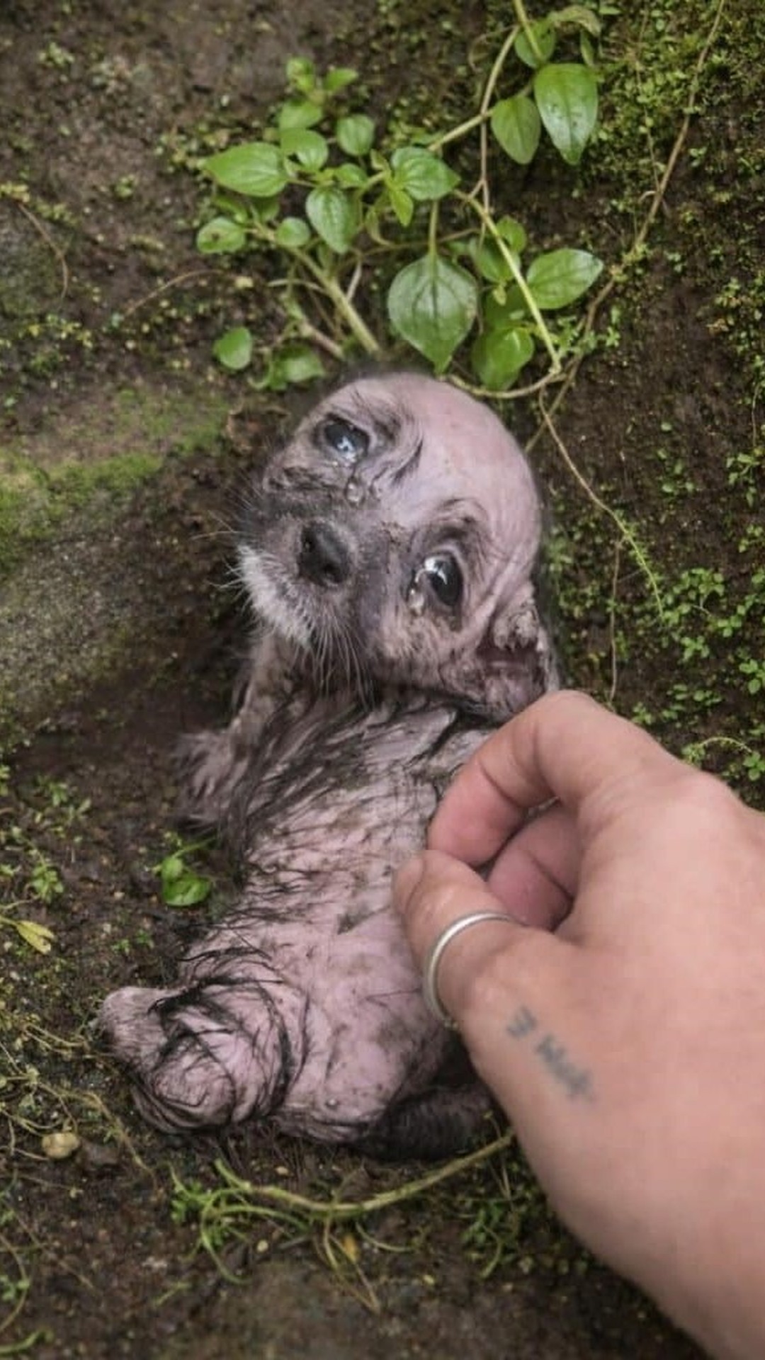 Tiny Tail Wag Signals a Powerful Mother-Daughter Reunion
