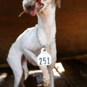 Lily's 15 Months of Love Sparked a Movement for Mill Dogs