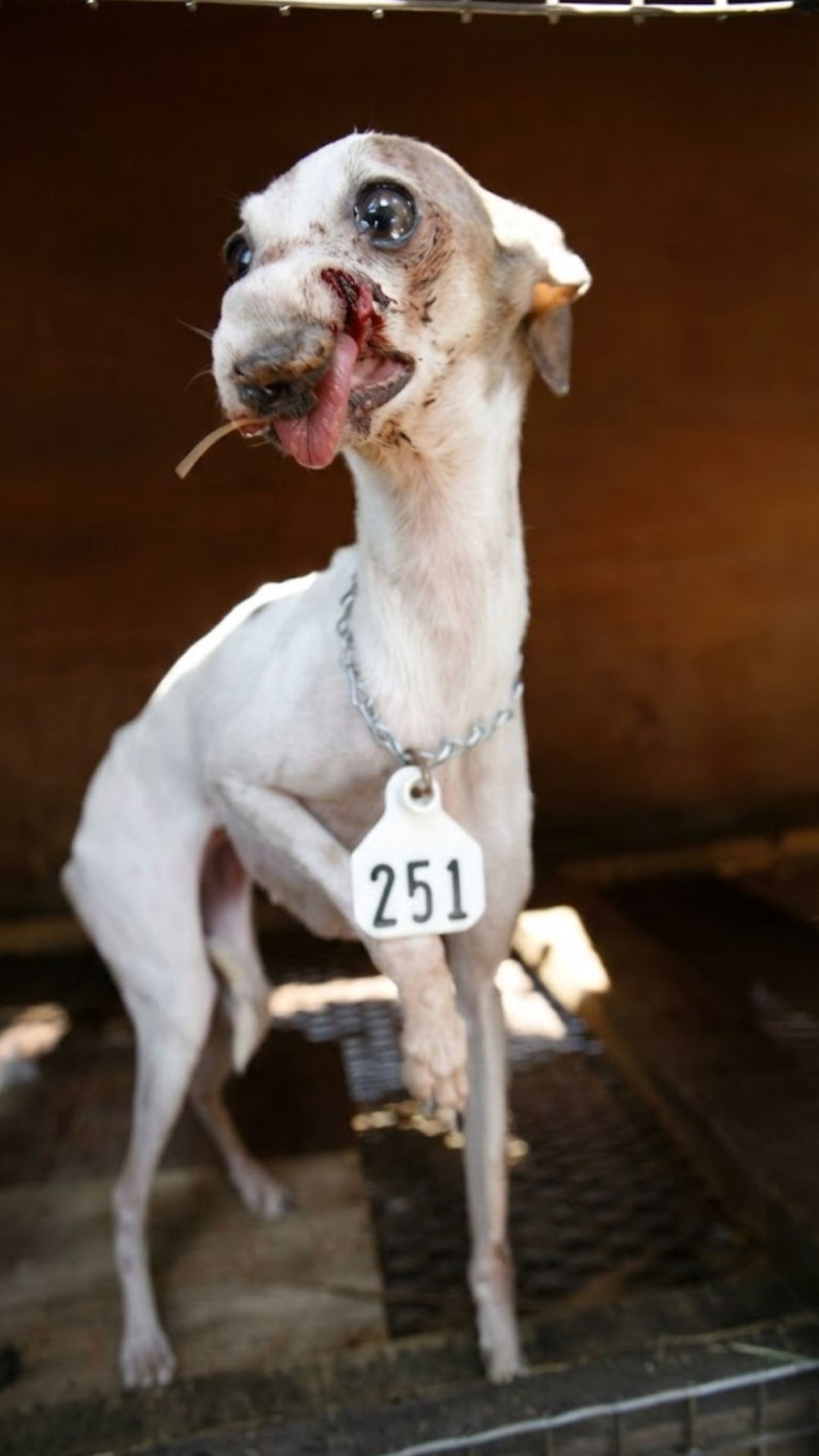 Lily's 15 Months of Love Sparked a Movement for Mill Dogs