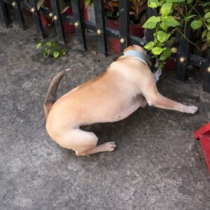 Dog Freed from Iron Fence After Owner's Calm Patience