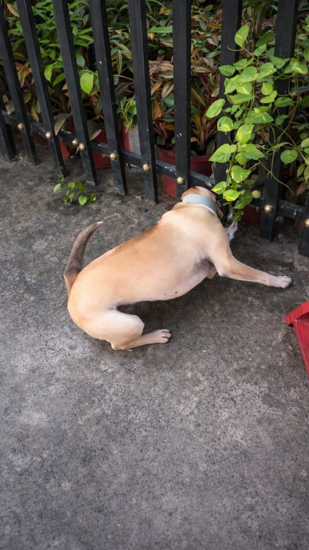 Dog Freed from Iron Fence After Owner's Calm Patience