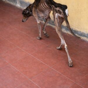 Kozia's Transformation: From Rainy Roadside to Joyful Companion in Months