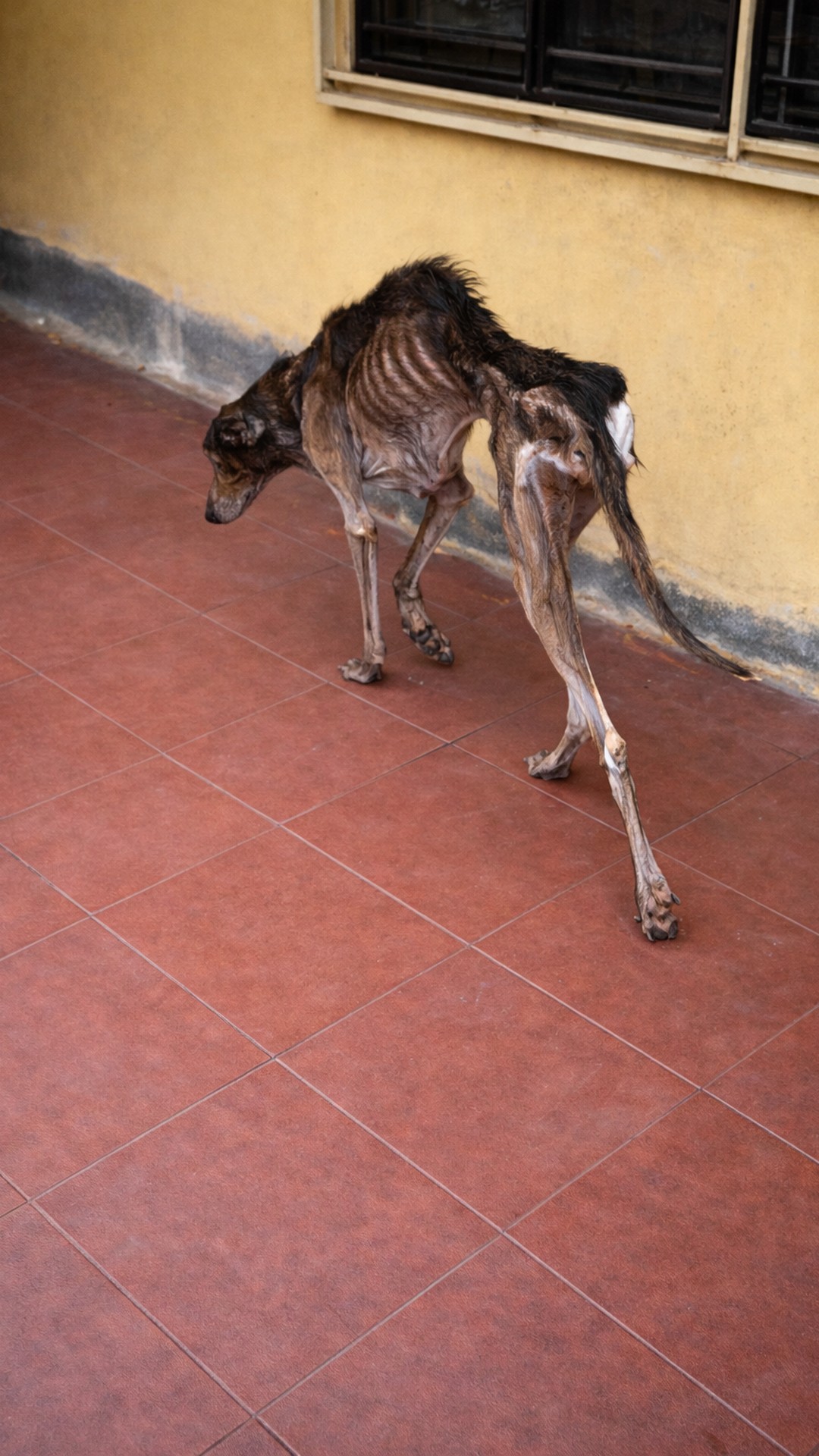 Kozia's Transformation: From Rainy Roadside to Joyful Companion in Months