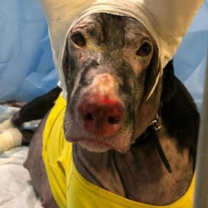 Pregnant Dog Saves Four Lives in Fire, But Is Left Behind in Ashes