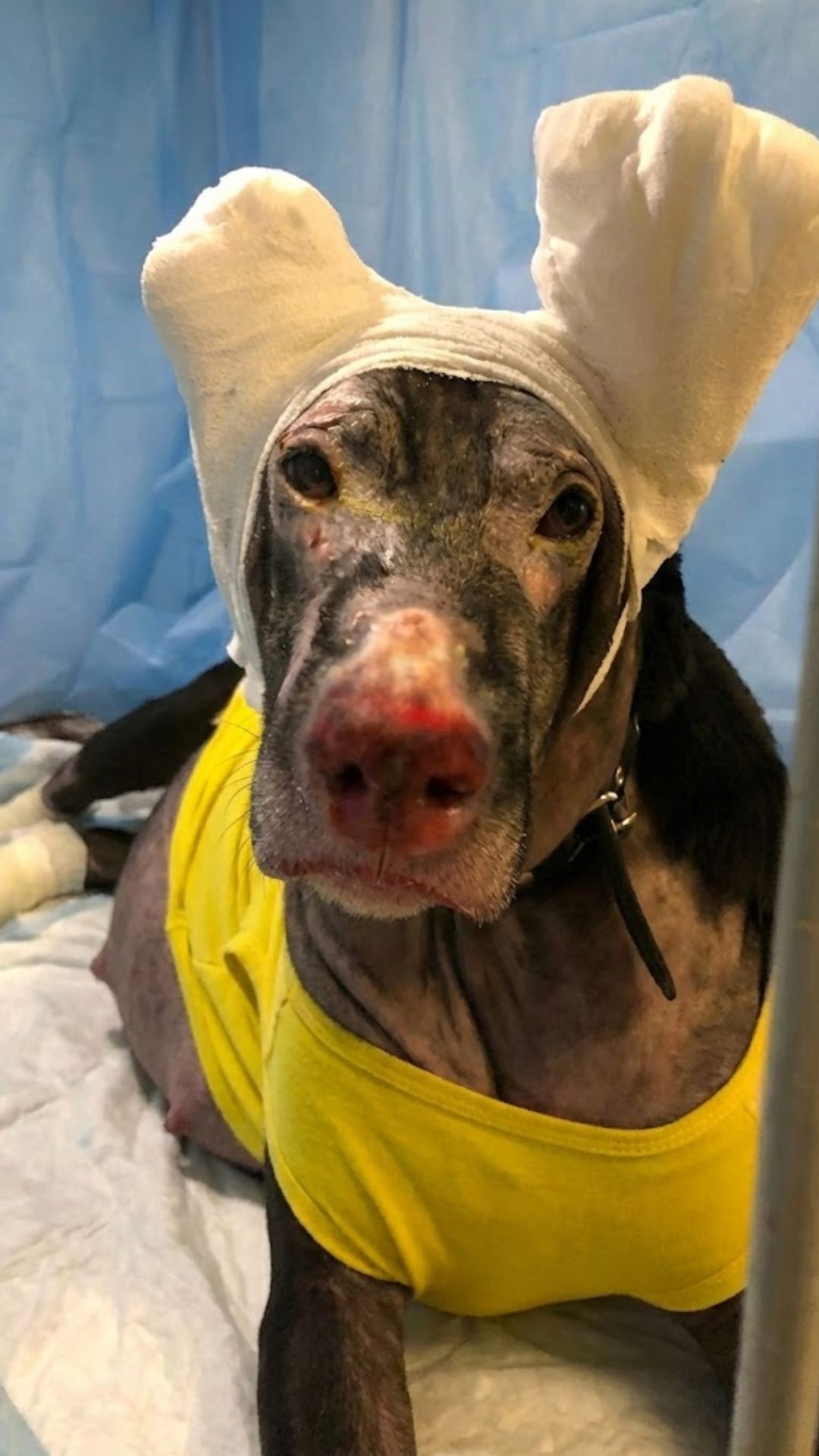 Pregnant Dog Saves Four Lives in Fire, But Is Left Behind in Ashes