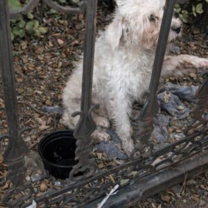 From Silent Bark to Freedom: Two Days Trapped, Then Rescued