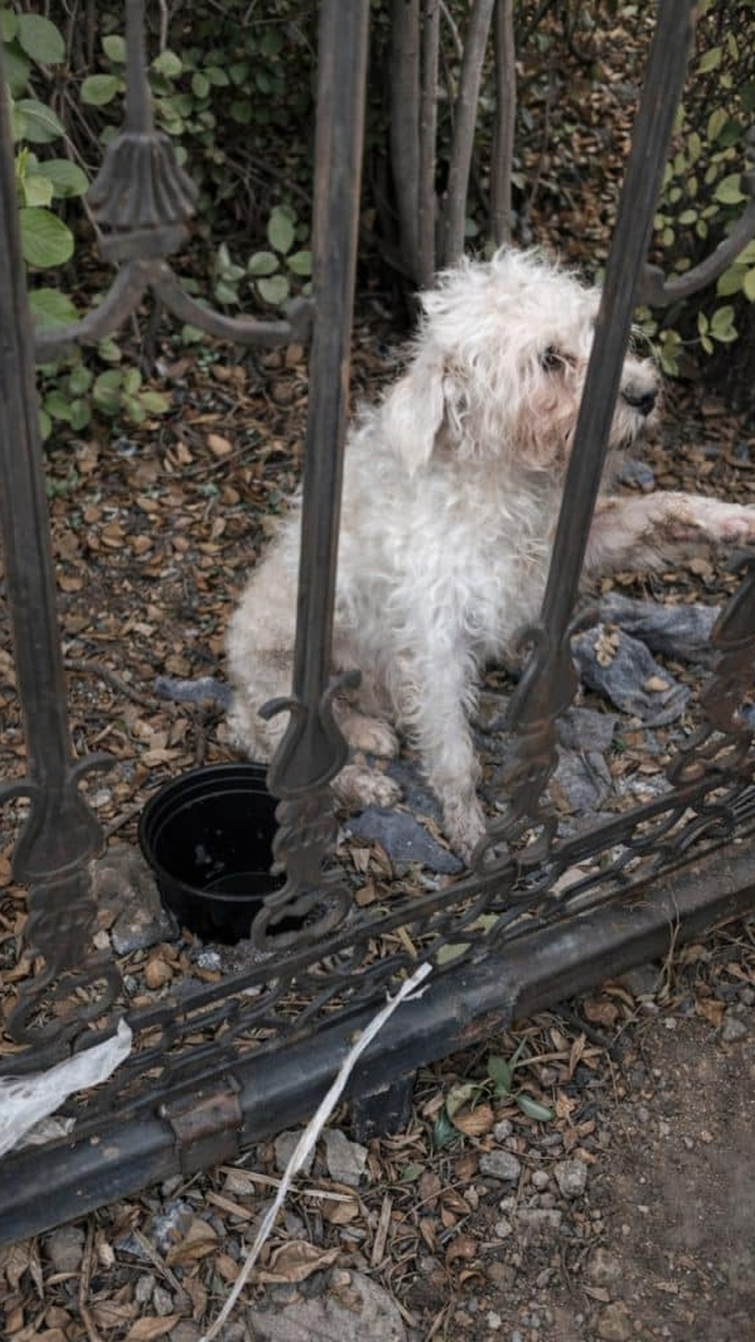 From Silent Bark to Freedom: Two Days Trapped, Then Rescued