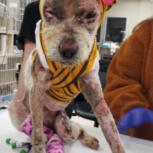 Rescued Dog Phoenix Overcomes Trauma with Innovative Fish Skin Treatment