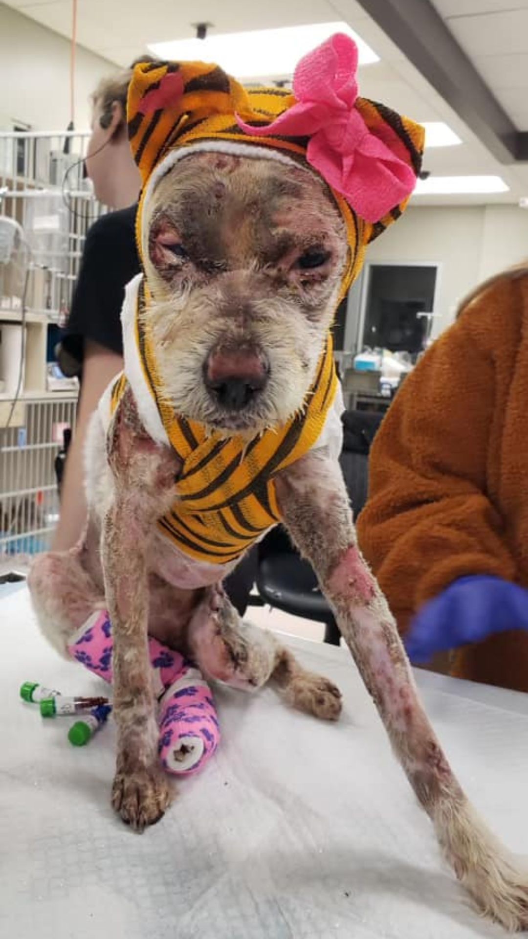 Rescued Dog Phoenix Overcomes Trauma with Innovative Fish Skin Treatment