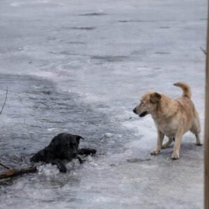 Man Dives into Icy Water to Rescue Trapped Dog Beneath Frozen Lake