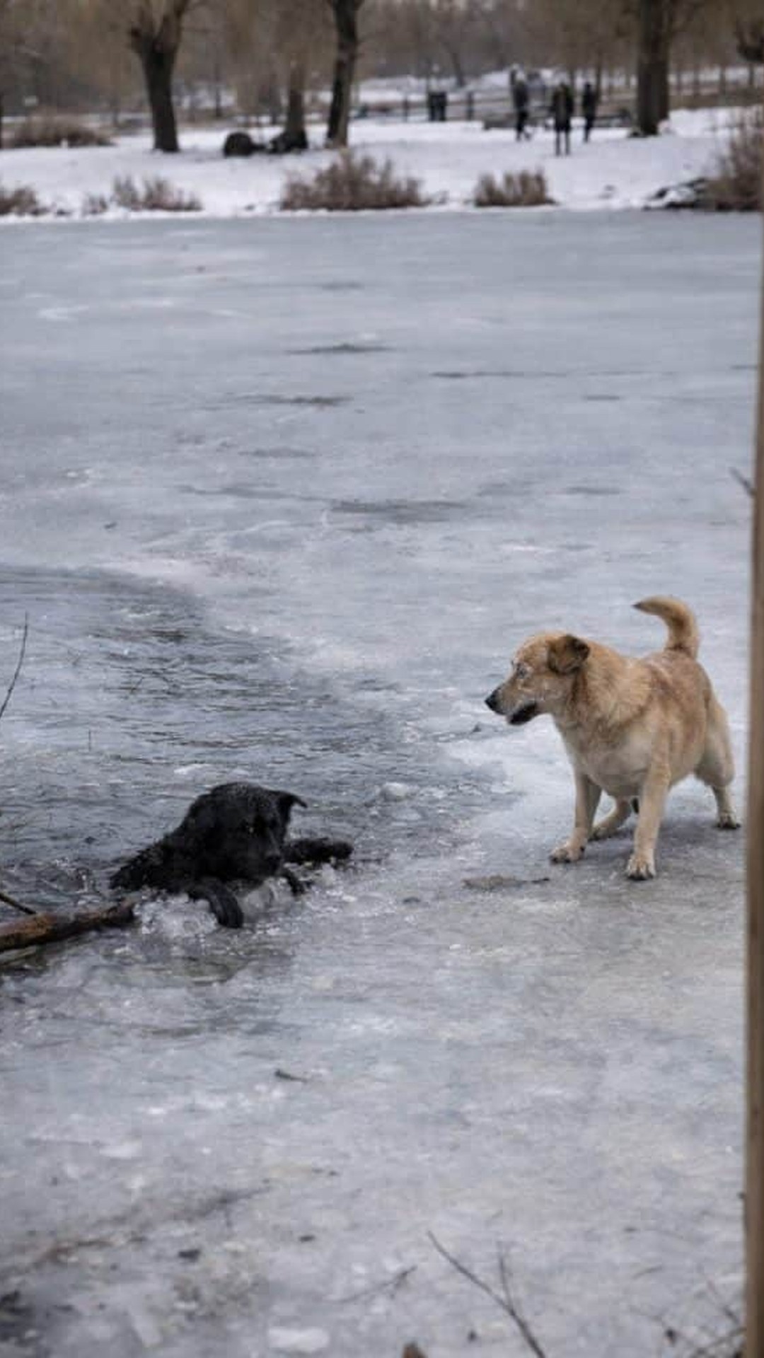 Man Dives into Icy Water to Rescue Trapped Dog Beneath Frozen Lake