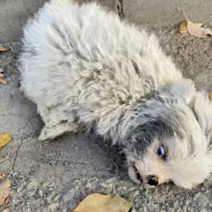Qi Zai's Recovery Journey: From Fragile Puppy to Playful Fighter in Two Months