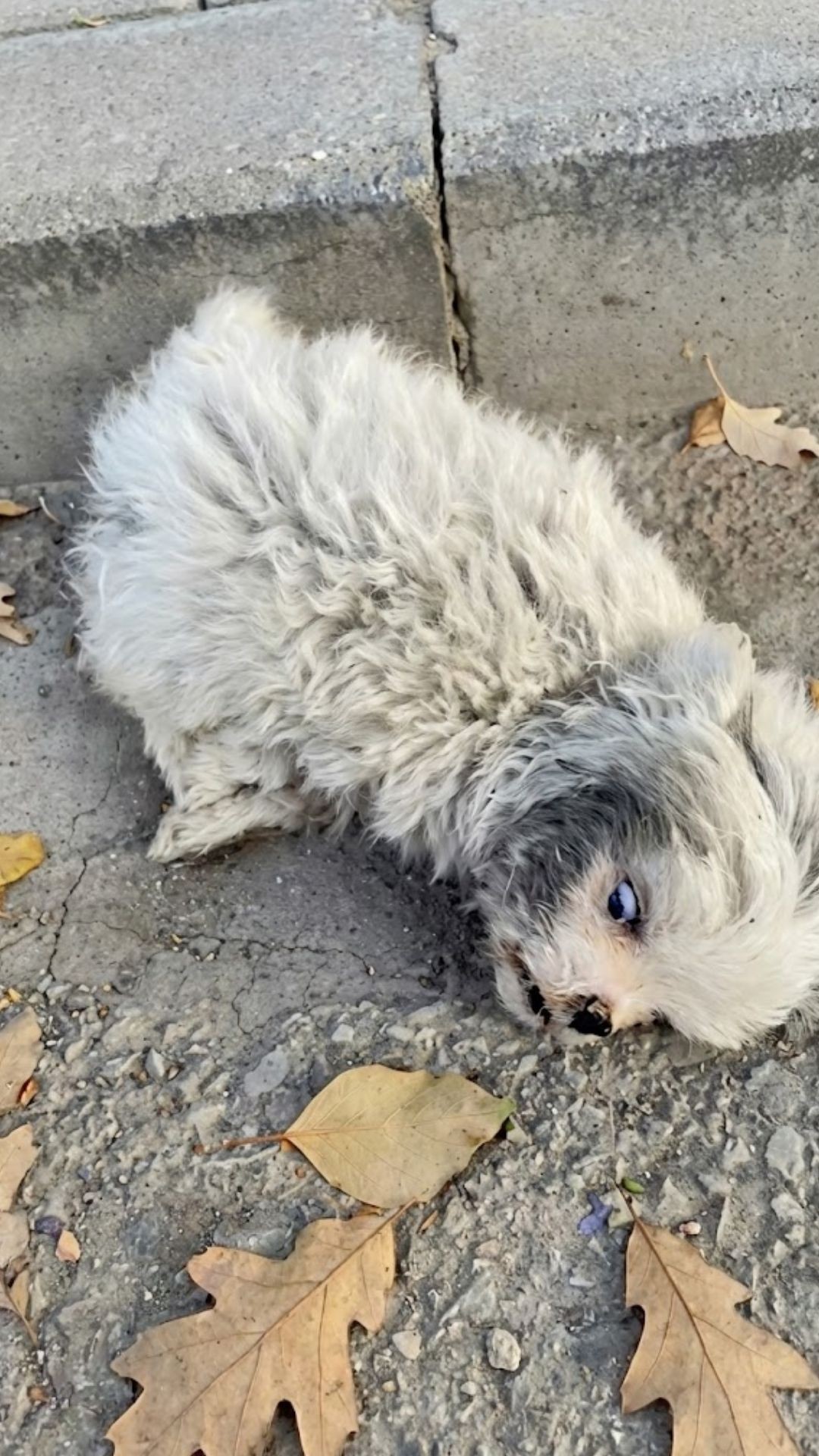 Qi Zai's Recovery Journey: From Fragile Puppy to Playful Fighter in Two Months