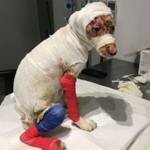 Brave Dog Found Injured on Road Survives Against All Odds