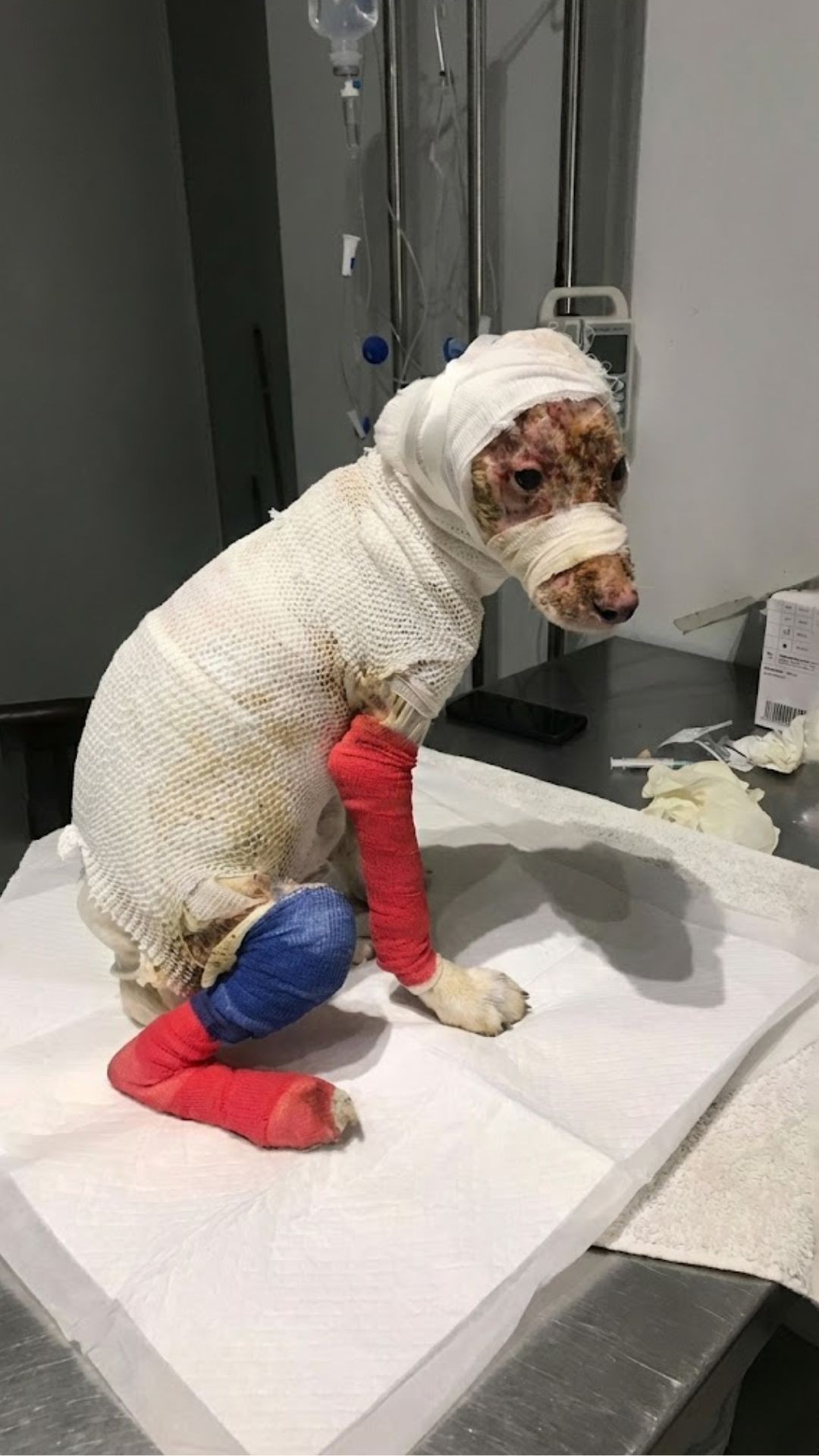 Brave Dog Found Injured on Road Survives Against All Odds
