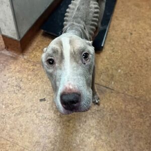 Kane's Journey: From Defeat to Joy in a Loving Home