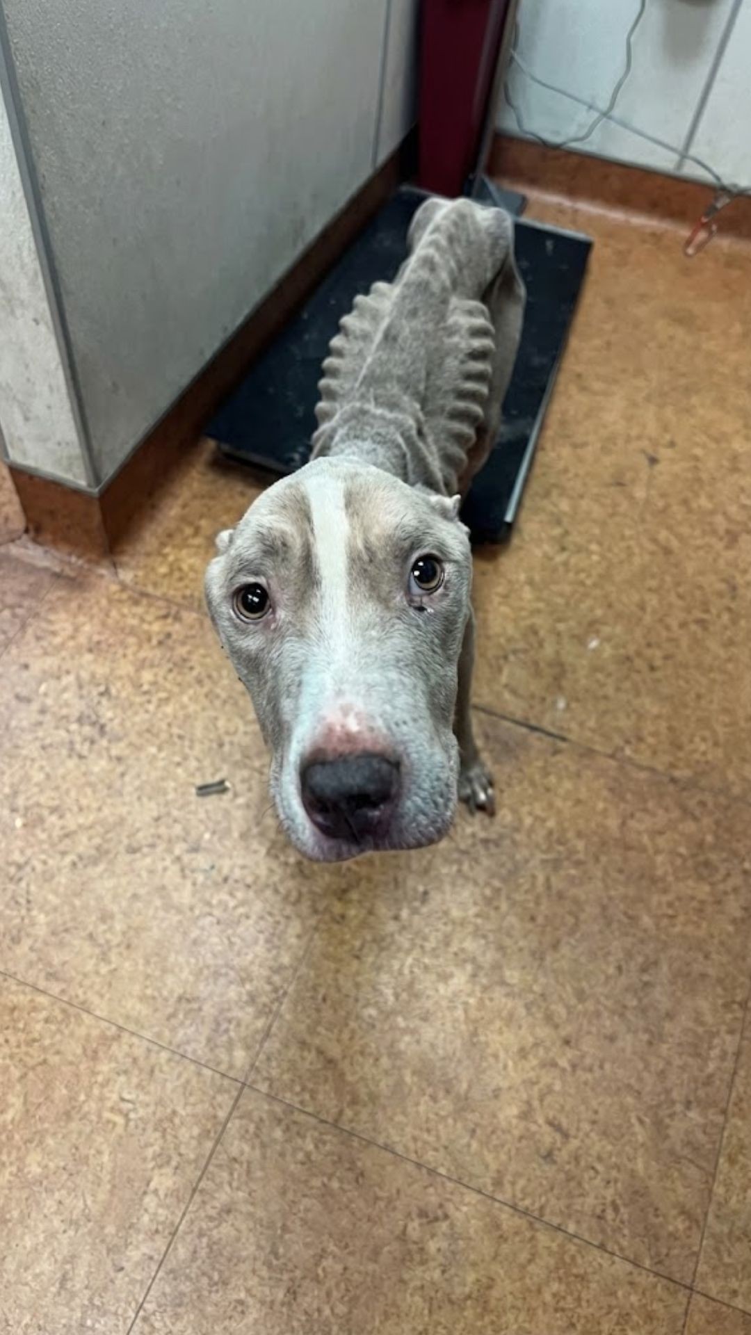 Kane's Journey: From Defeat to Joy in a Loving Home