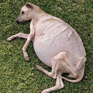 Miracle the Dog Wags Her Tail Despite Severe Illness