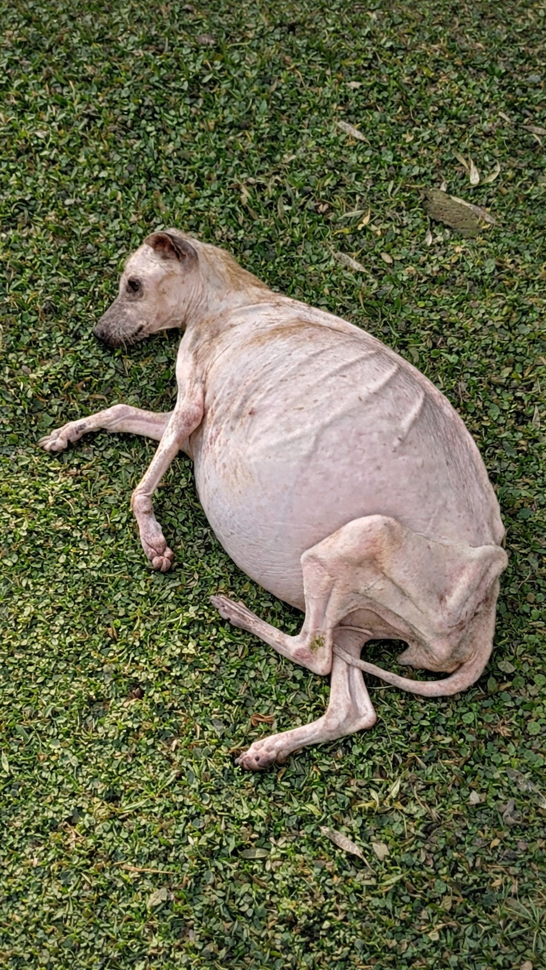 Miracle the Dog Wags Her Tail Despite Severe Illness