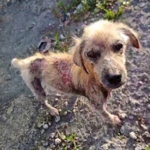 Buzz the Stray Dog Transforms from Emaciated Shadow to Golden Retriever