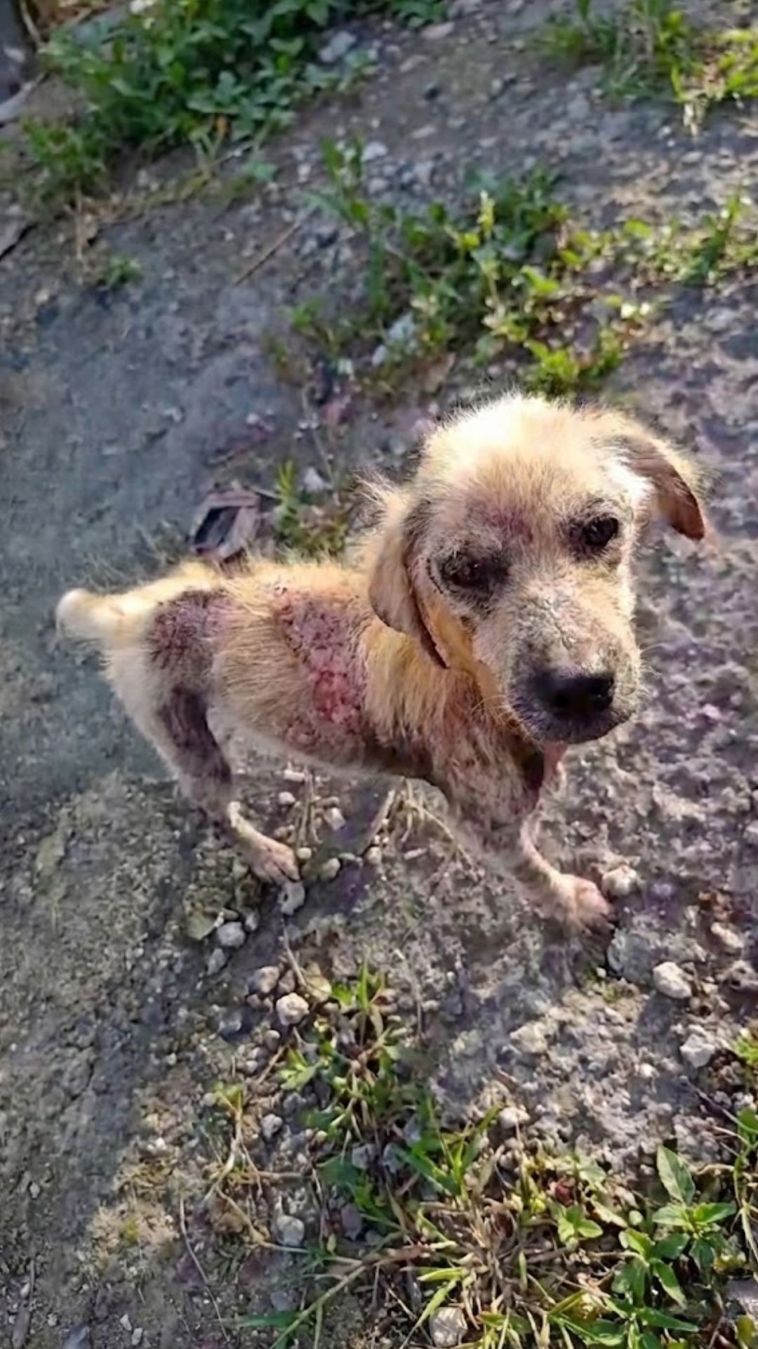 Buzz the Stray Dog Transforms from Emaciated Shadow to Golden Retriever