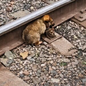 Tiny Dog Guards Kitten on Train Tracks, Leads to Unexpected Rescue