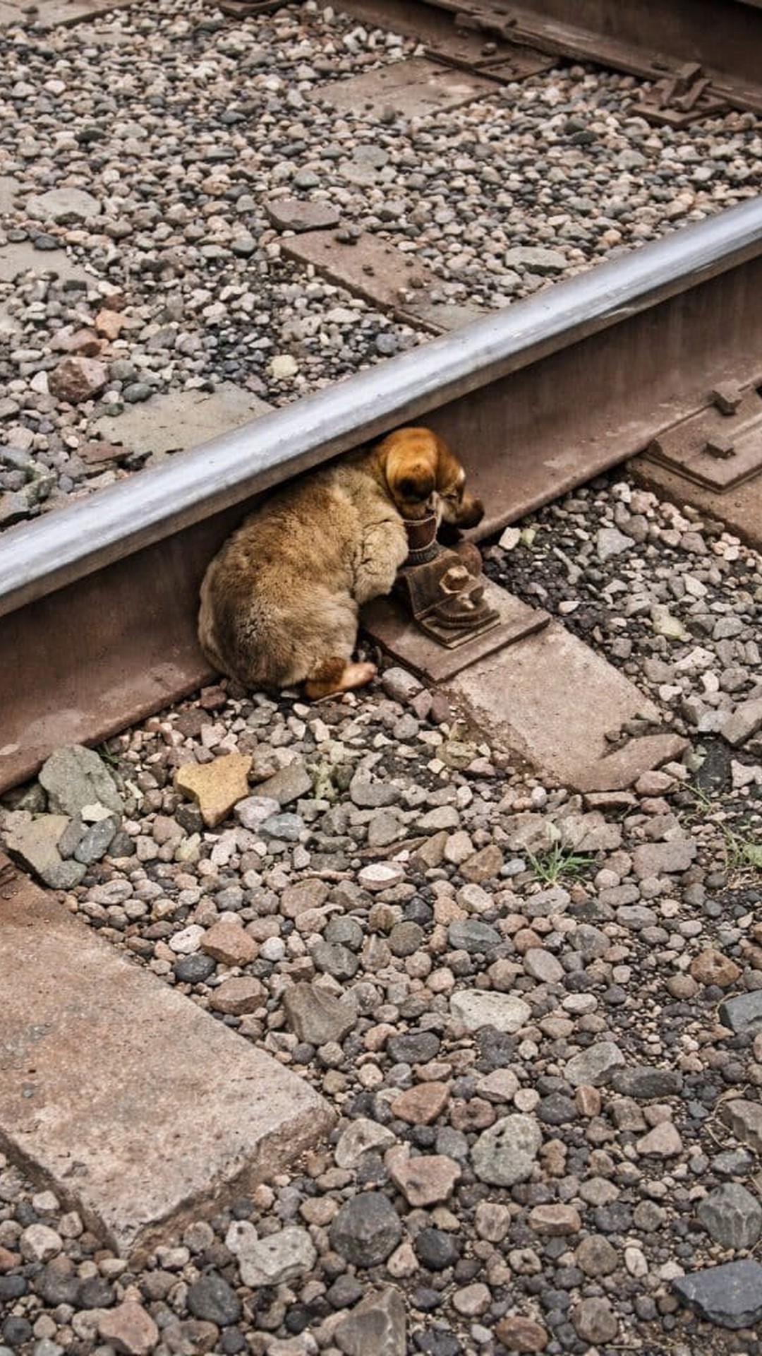 Tiny Dog Guards Kitten on Train Tracks, Leads to Unexpected Rescue
