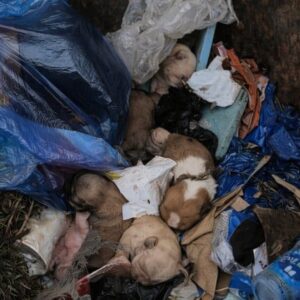 Eight Puppies Found in Trash Bin Thrive After Intensive Care