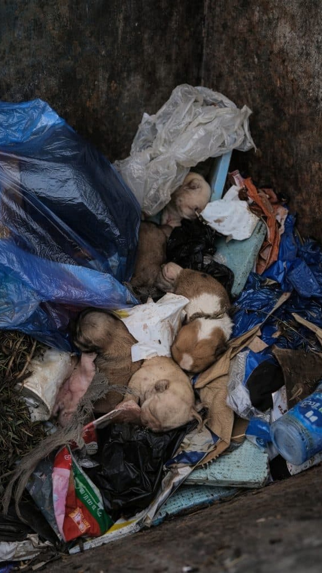 Eight Puppies Found in Trash Bin Thrive After Intensive Care