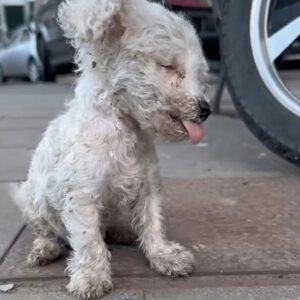 From Emaciated Stray to Confident Companion: Ango's Journey