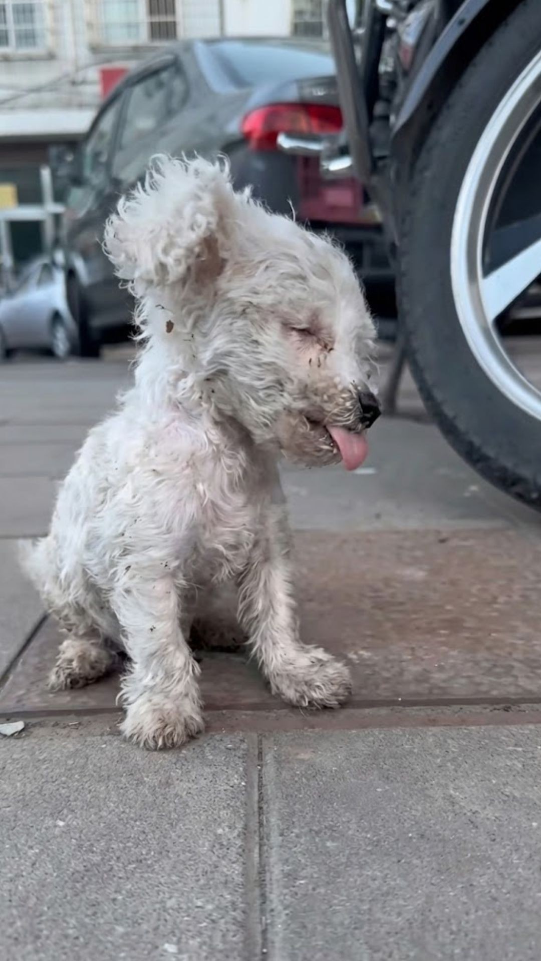 From Emaciated Stray to Confident Companion: Ango's Journey