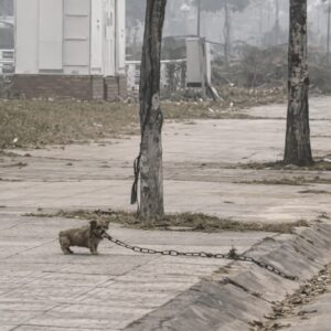 Rescuer Cuts Heavy Chain, Giving Dog Freedom at Last