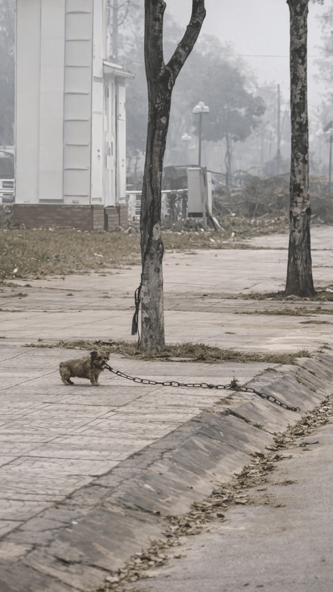 Rescuer Cuts Heavy Chain, Giving Dog Freedom at Last